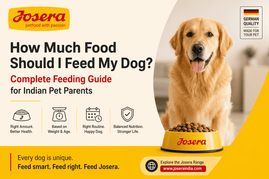 How Much Food Should I Feed My Dog? Complete Feeding Guide for Indian Pet Parents