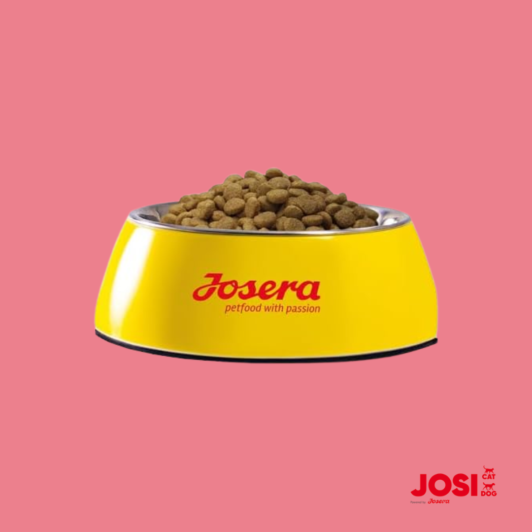 JosiCat Kitten