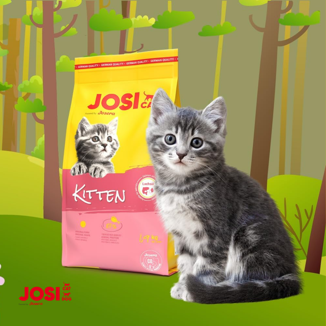 JosiCat Kitten