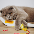 JosiCat Kitten