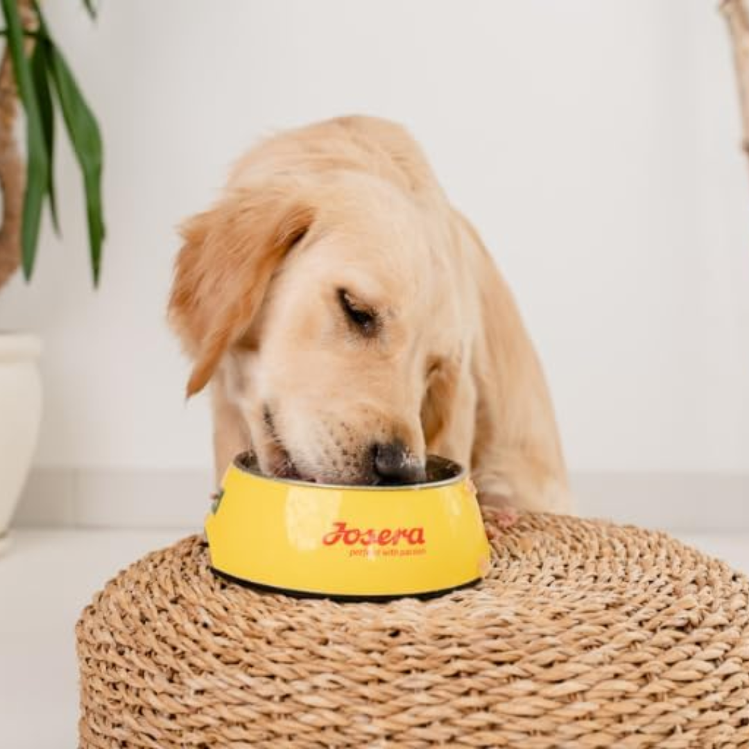 Josera Dog Feeding Bavaro Force